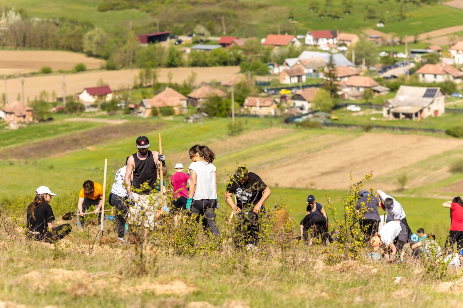 Acțiune de plantare copaci în comuna Bobâlna, Cluj