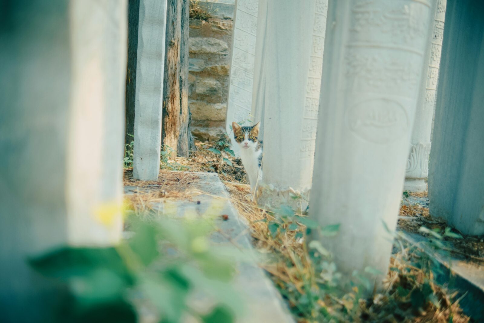 Cimitir pentru animale instanewscluj